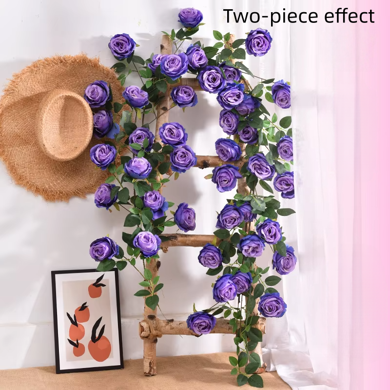Viola