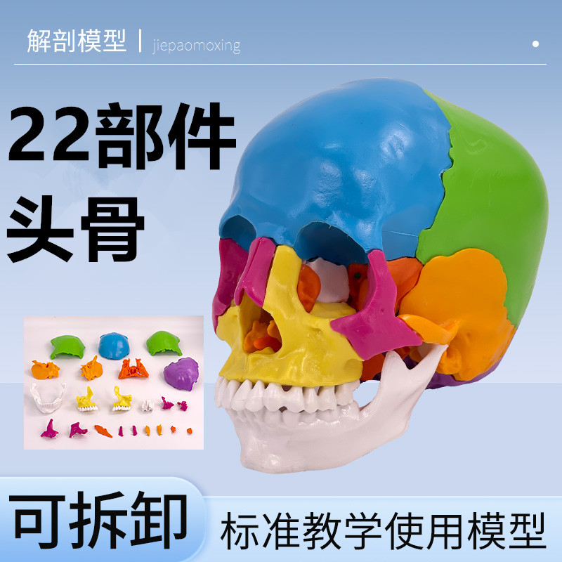Crâne coloré détachable en 22 parties