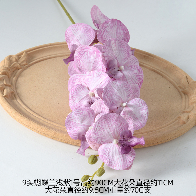 Pellicola phalaenopsis viola chiaro n. 1