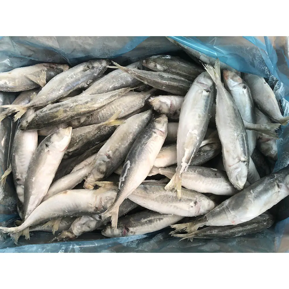 سعر سكواد دائري كامل مجمد bqf توريد سمكة الماكريل الدائرية ، مورد أسماك decapterus maruadsi المصنع