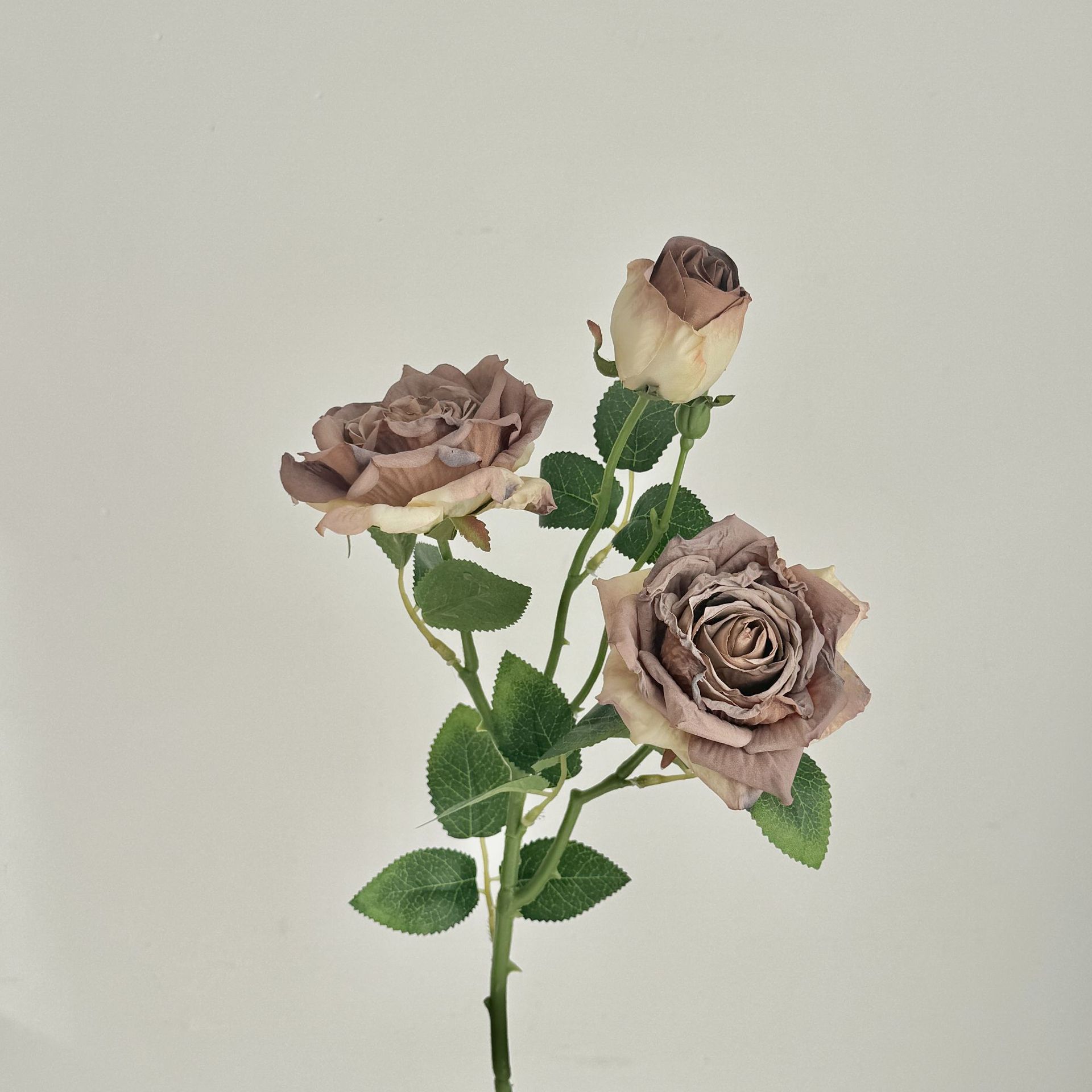 Pourpre