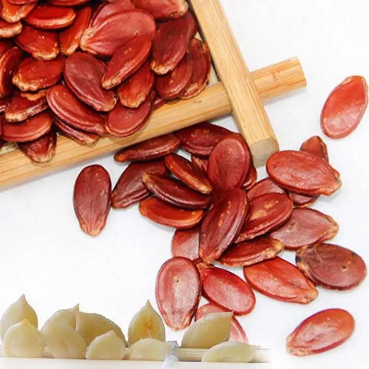 Venta caliente semillas de sandía de Color rojo mongol interior semillas de melón con nueces de cáscara