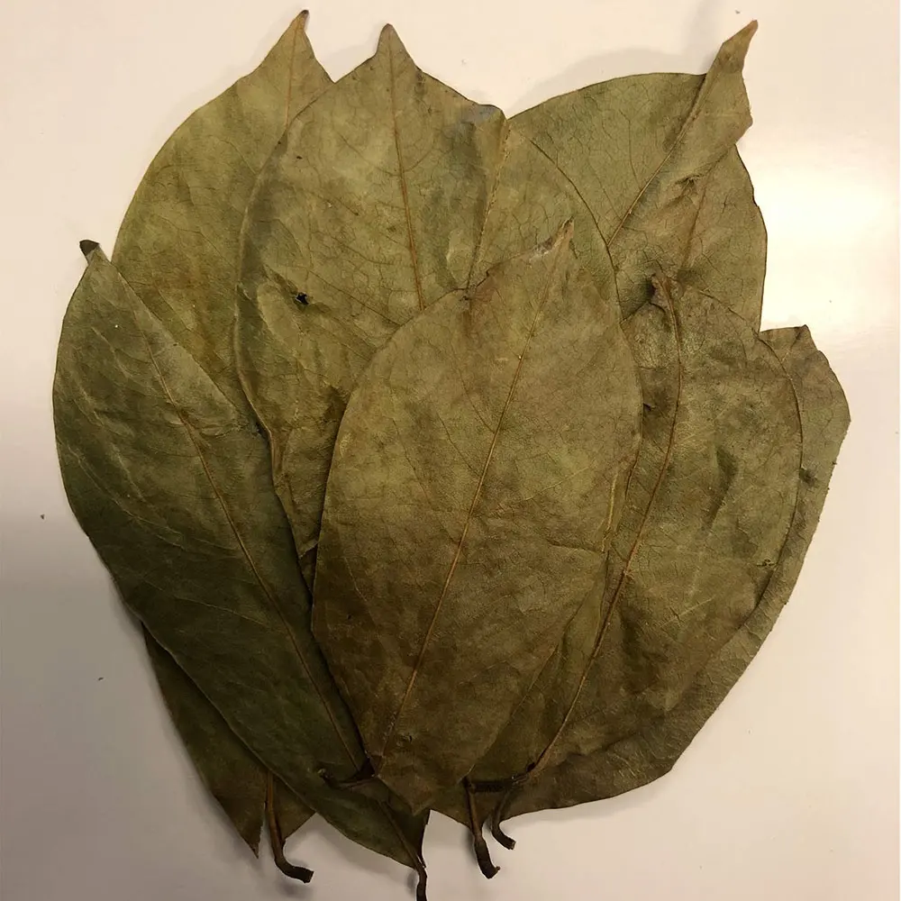 Graviola naturel feuilles de plantes sauvages fraîches Fruits de Guanabana Tisane thé séché en vrac corossol feuille thé