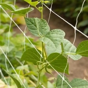 PP押し出しプラスチックキュウリクライミングネットトレリスメッシュネット野菜および果物植物用サポートネット - Product Image 3