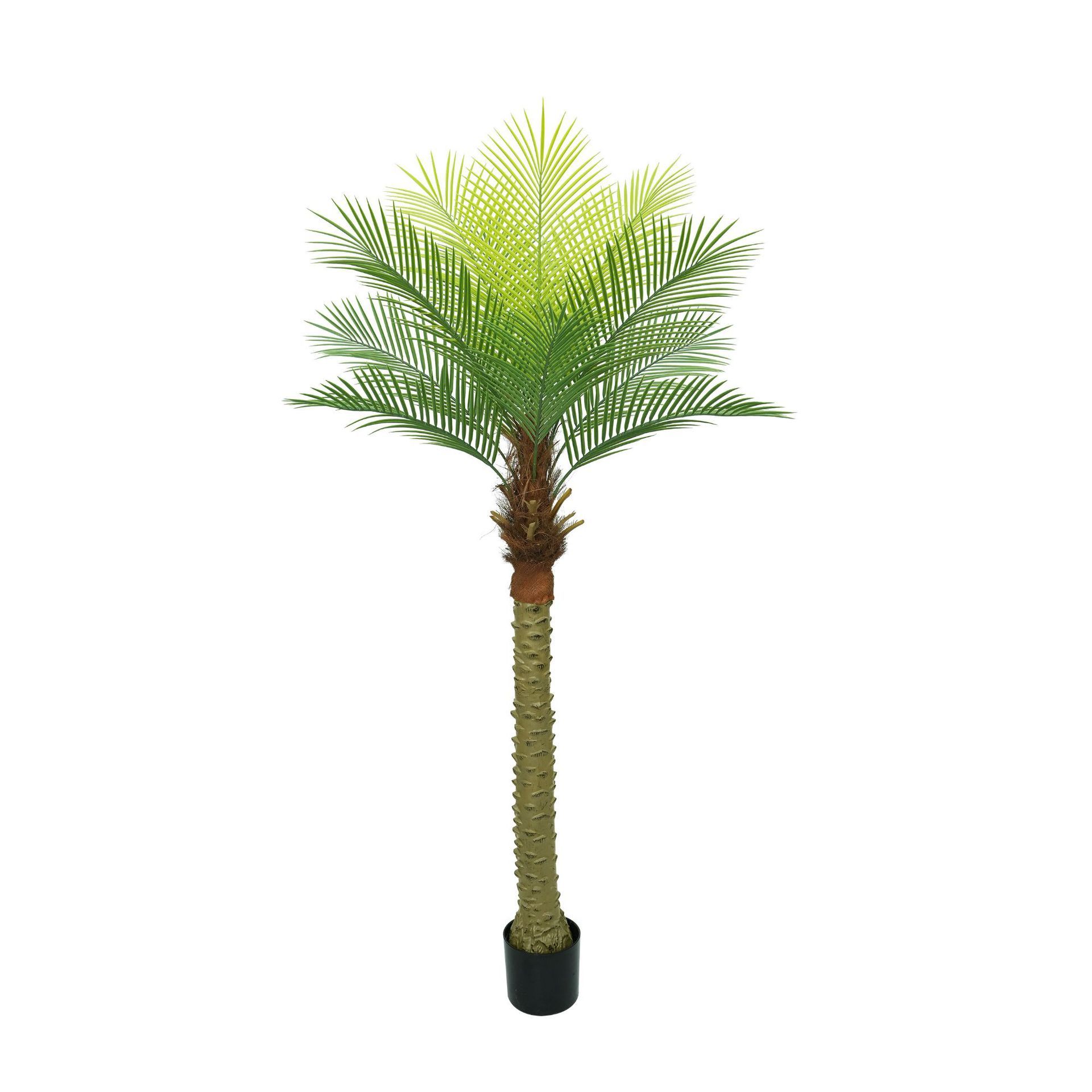 cocotier 180 cm
