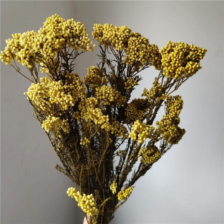 Giallo-chiaro