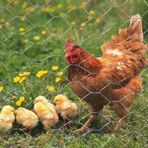 Rete metallica esagonale tripla torsione galvanizzata in Pvc rivestito esagonale rete di pollo per pollaio