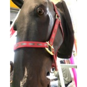 Việt Nam 27 cm chiều rộng có sẵn trên Nylon PP 69 cm Chiều dài ngựa Thảm ngựa Halter thân thiện với môi tất cả các loại vật liệu - Product Image 4