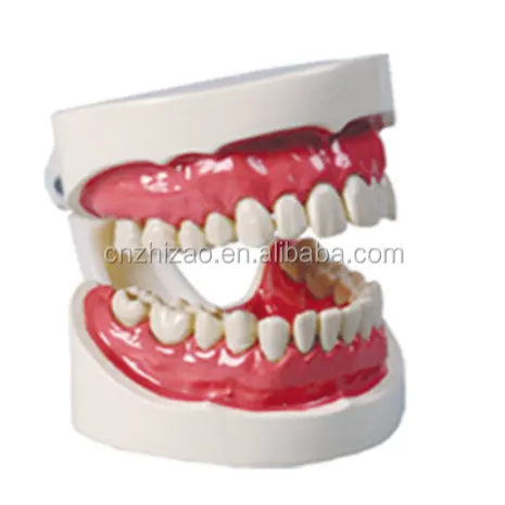 Cavidad Oral Dientes Humanos 28 Dientes Pequeño Modelo de Cuidado Dental Enseñanza Médica Modelo Educativo Instrumento Médico Oral