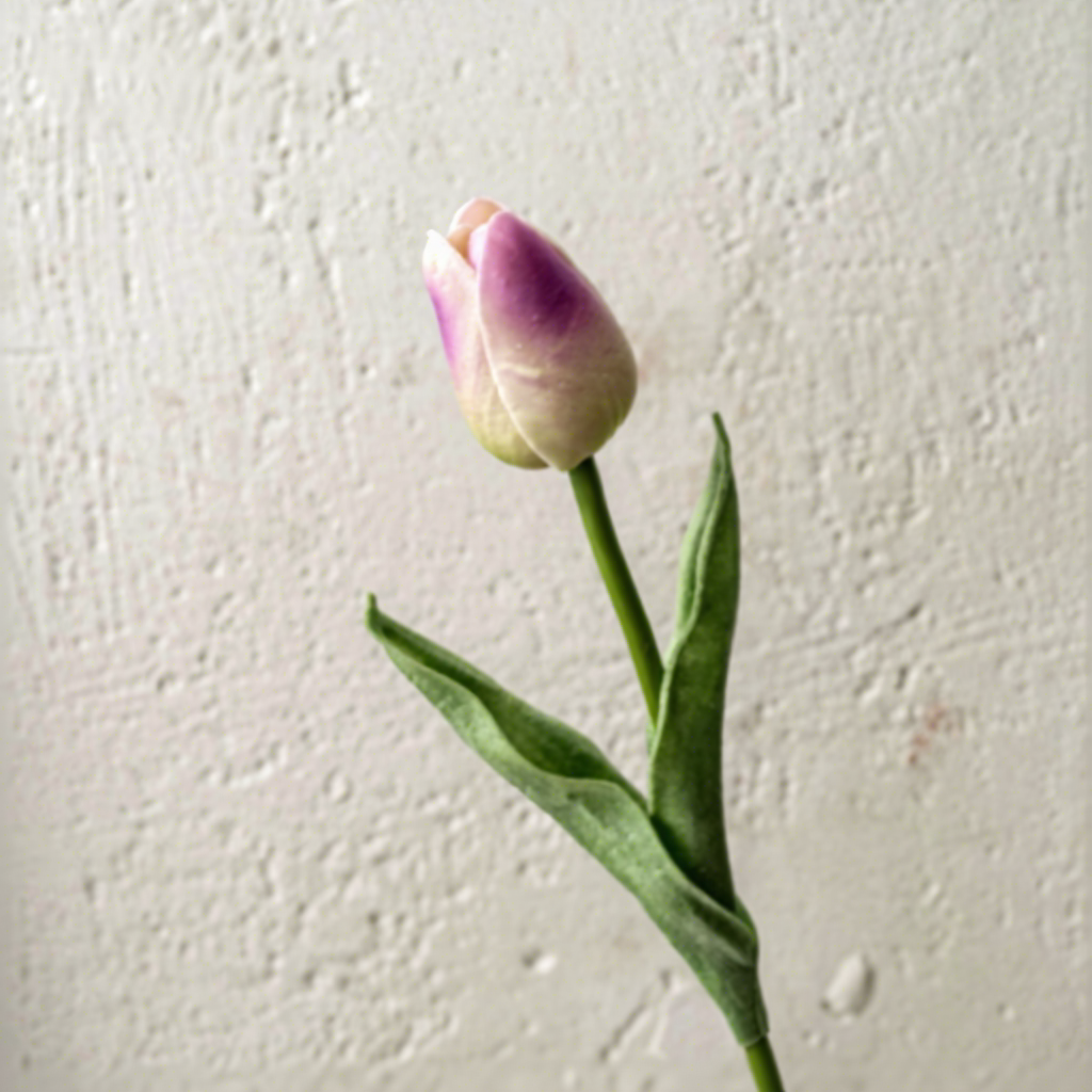 Viola