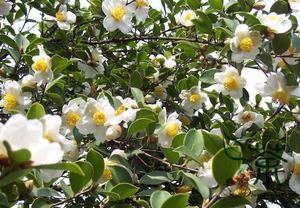 Camellia Fragrance <strong>Oil</strong> Essential <strong>Oil</strong> Wholesale Price High Quality Essential <strong>Oil</strong> for Making Perfume