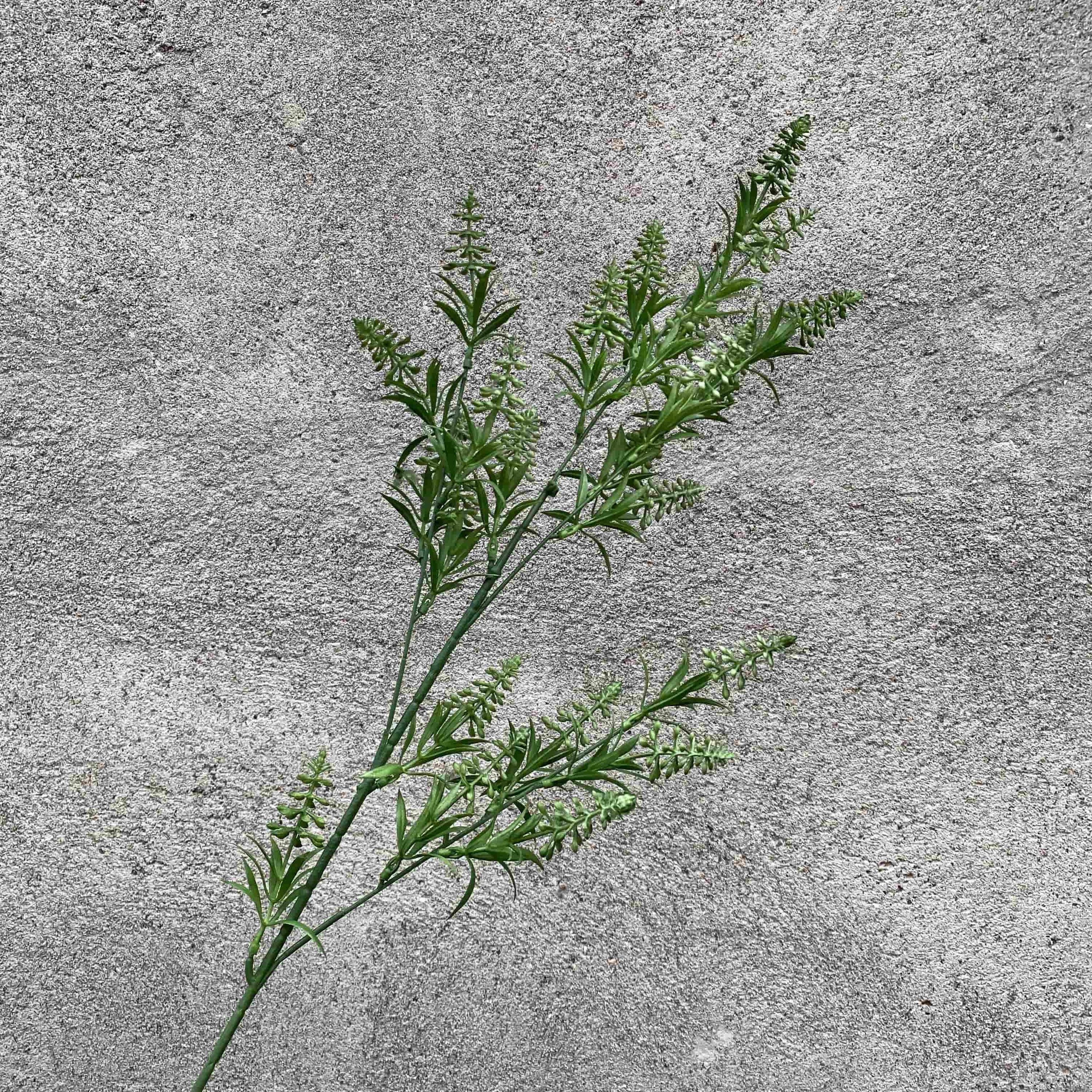 Green leaf-T13