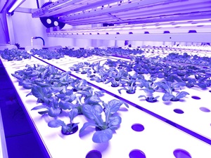 Sistema di controllo automatico idroponico lattuga microgreen con integratore coltiva sistema di illuminazione automatizzato impianto fabbrica contenitore farm - Product Image 3