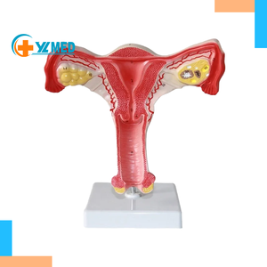 İnsan uterusun ve yumurtalıkların kadın anatomik modeli tıbbi bilim ürünü - Product Image 1