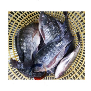 活鱼贸易进口商Alimento De Tialpia <span class=keywords><strong>800</strong></span>-1000克<span class=keywords><strong>500</strong></span>-<span class=keywords><strong>800</strong></span>克非洲食品全黑罗非鱼
