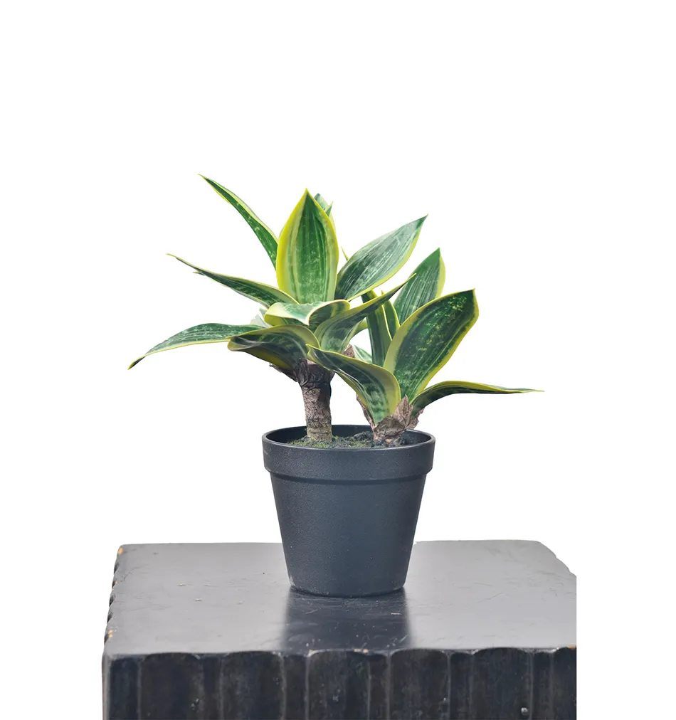 نبتة الثعبان الاصطناعي نيفلورال الأعلى مبيعاً، نبات صنسيفيريا بوساني صغير مُحشو في إناء للزينة الداخلية