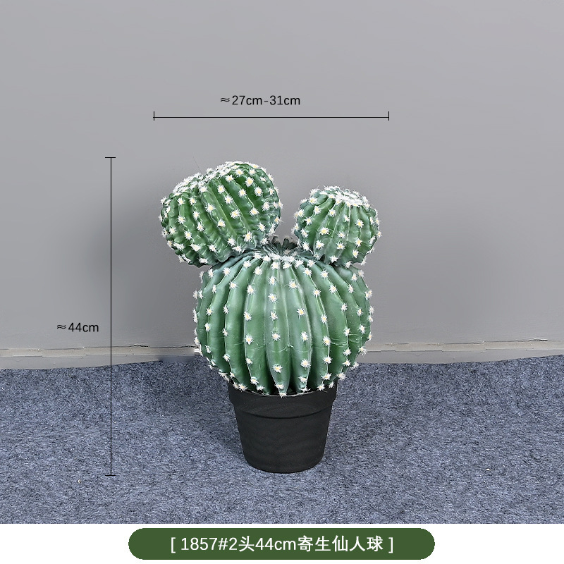 1857 #44cm dos cactus parásito bola