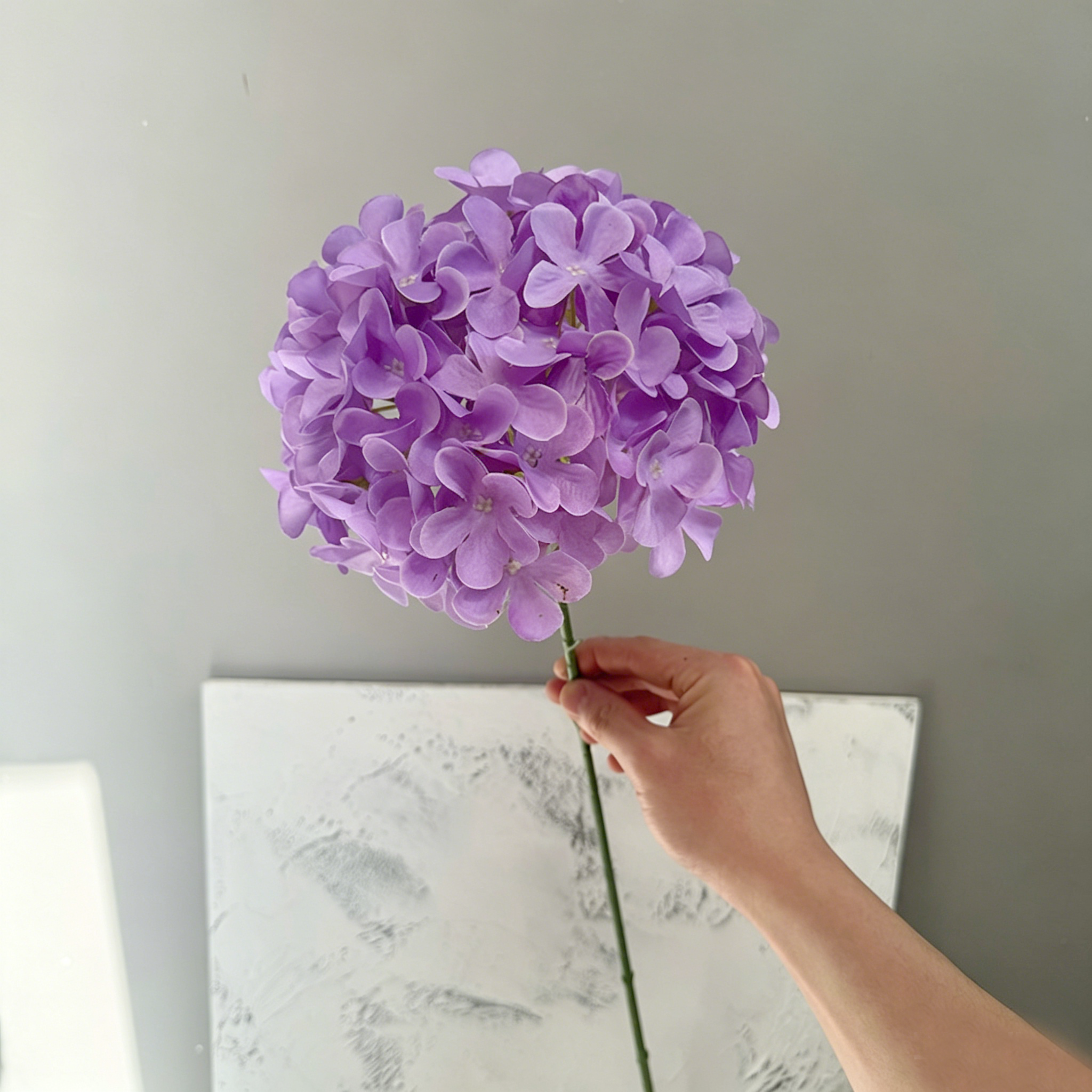 Pourpre