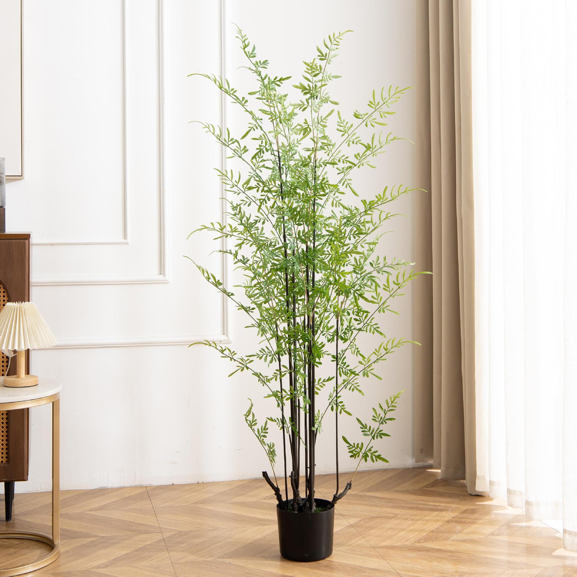 Ginseng Warabi Kurika 150cm
