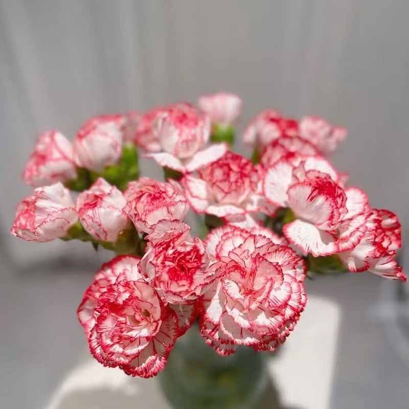 5# คาร์เนชั่น-คนที่รัก