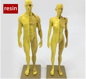 30cm Resin Anatomy Model Artistic CG Drawing Sculpture for Fine <strong>Arts</strong> and Medical School Teaching Muscle and Skeleton Structure - Product Image 6