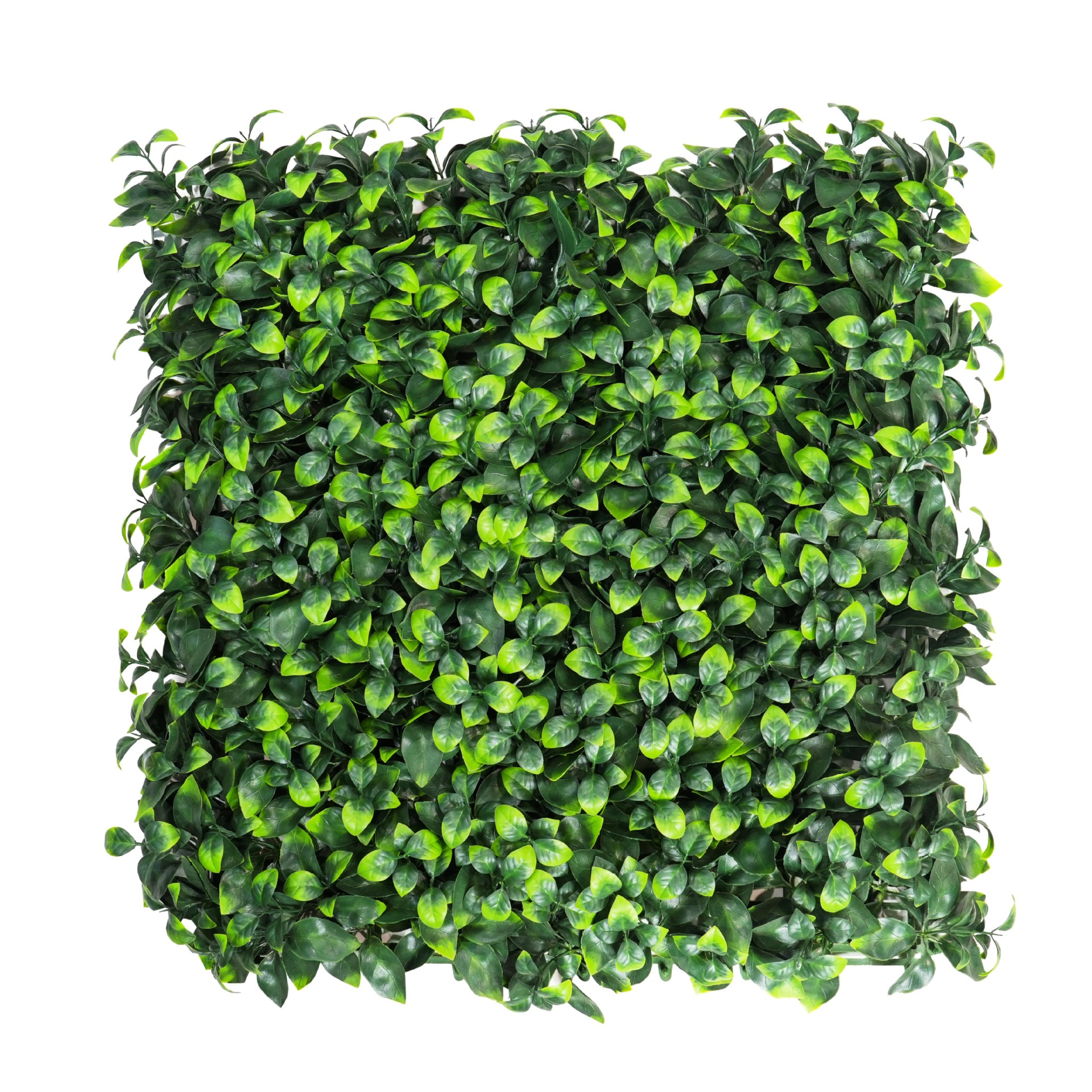 Feuilles de gardénia