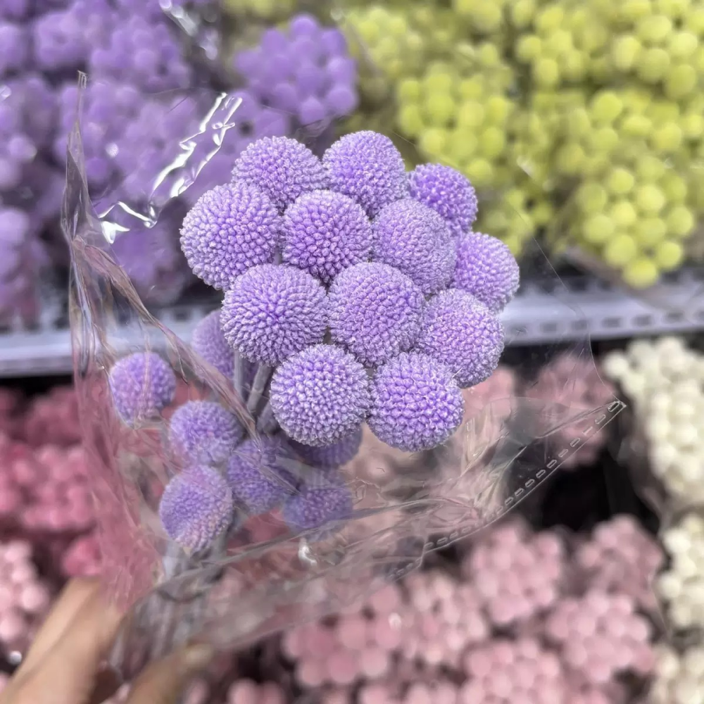Pourpre