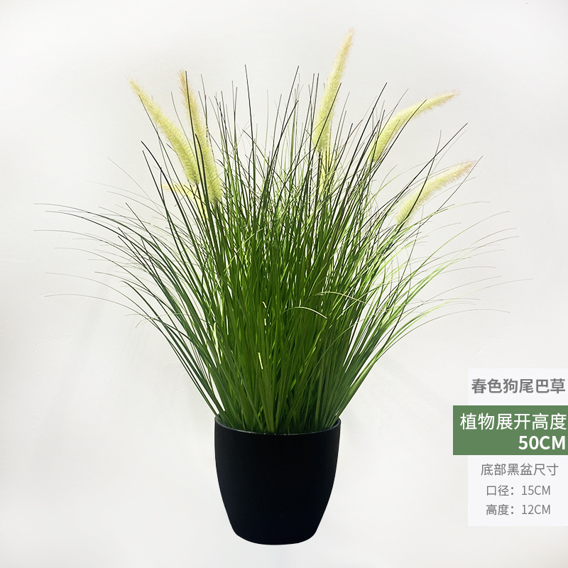 Herbe de type "foxtail" aux couleurs printanières, 50 cm.