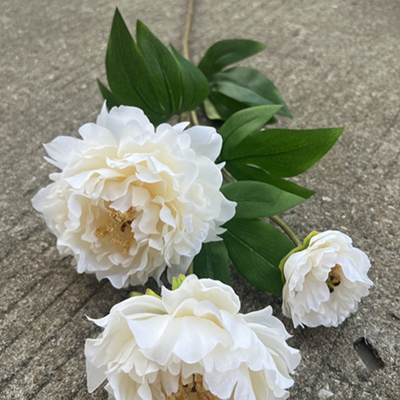 Pivoine au sentiment profond de 133 têtes