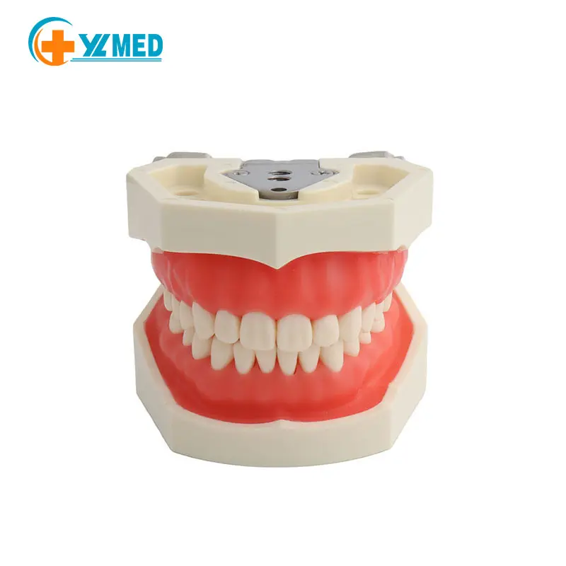 Modèle de dent d'enseignement dentaire, implant dentaire amovible, pratique de 28 dents avec des gencives souples en résine