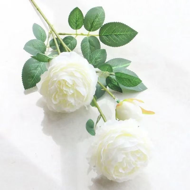 Deux fleurs de ranuncule blanches à trois têtes