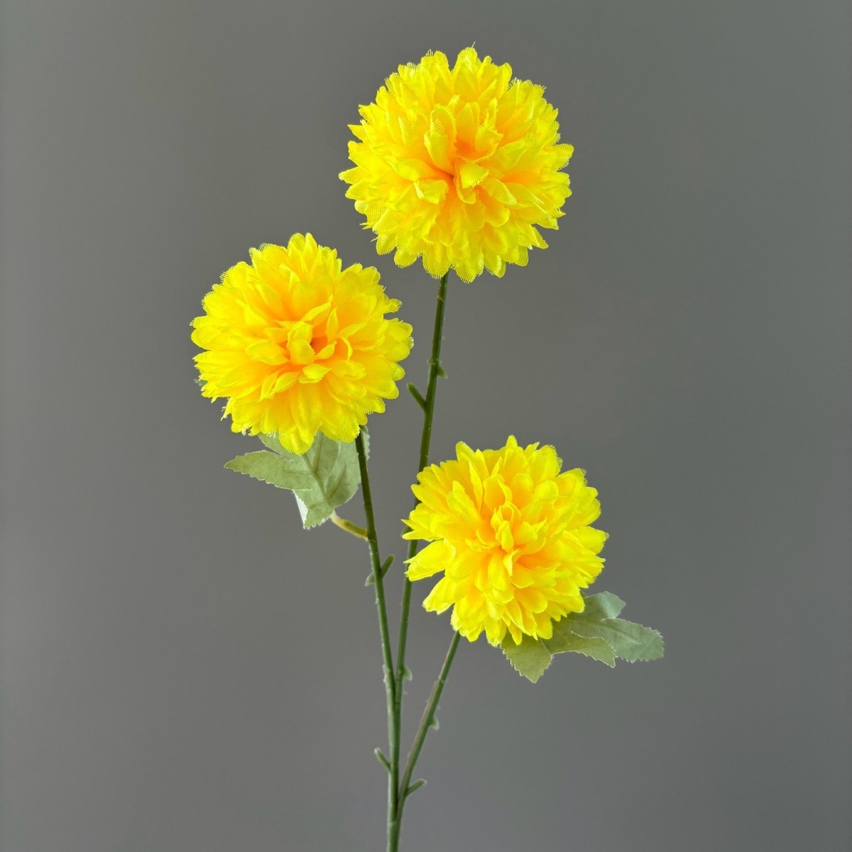 chrysanthème à 3 têtes