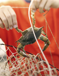 Single Hand Cast Fishing <strong>Net</strong> Fish Farming Casting <strong>Net</strong> Nylon Monofilament Hand Drawstring Casting Fishing <strong>Net</strong>