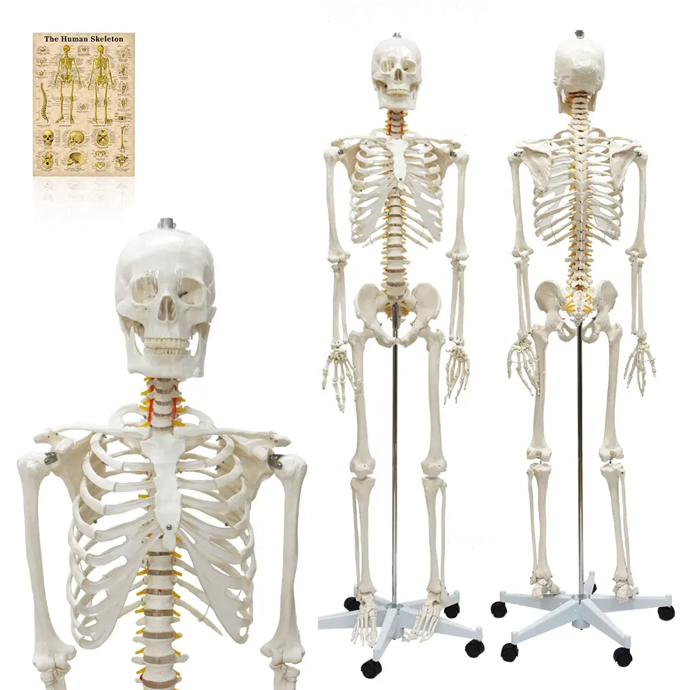 Esqueleto humano modelo FRT001 Anatomia Médica Clínica Esqueleto de 180 cm Textura óssea real Inclui raiz do nervo Ciência Médica