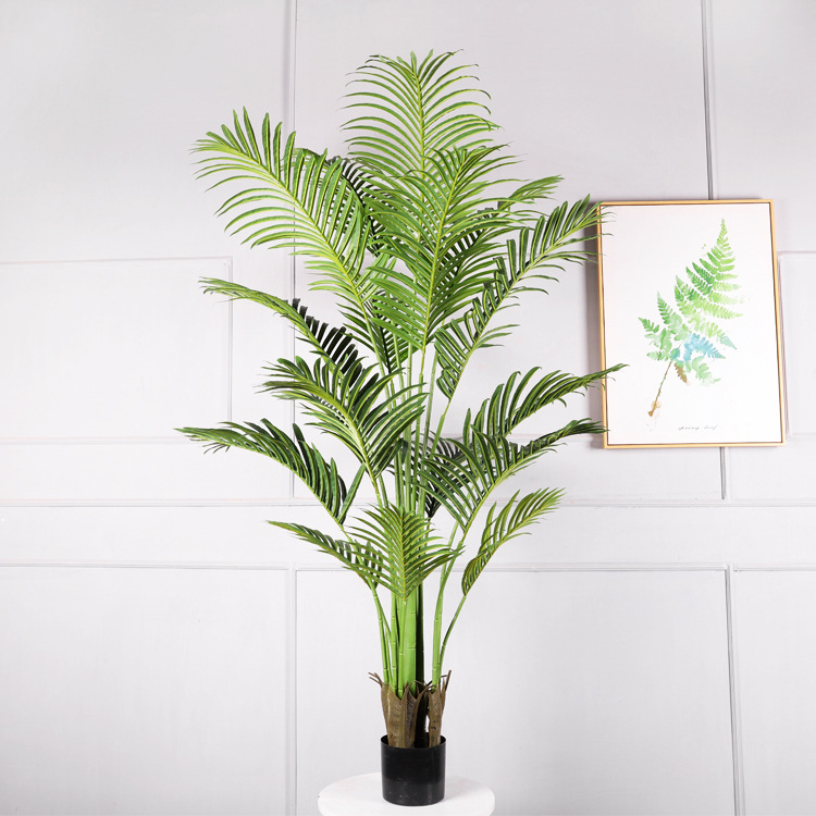 Lucky Palm de 1,7 mètre de haut