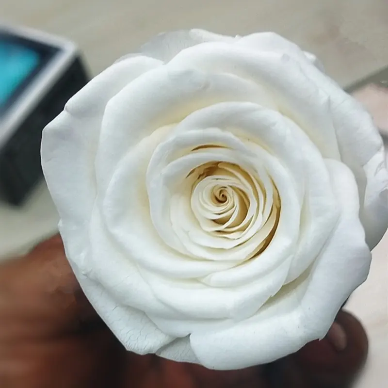 Rifornimento della fabbrica un grado di eternità stabilizzata testa di fiore di rosa colore bianco 4-5cm testa di rose conservati da shui