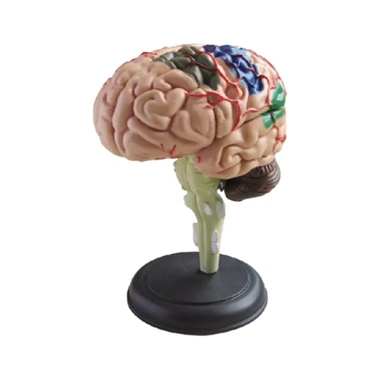 50106,11, 1/2 tamaño Natural 32 piezas 4D anatómica órgano modelo de cerebro