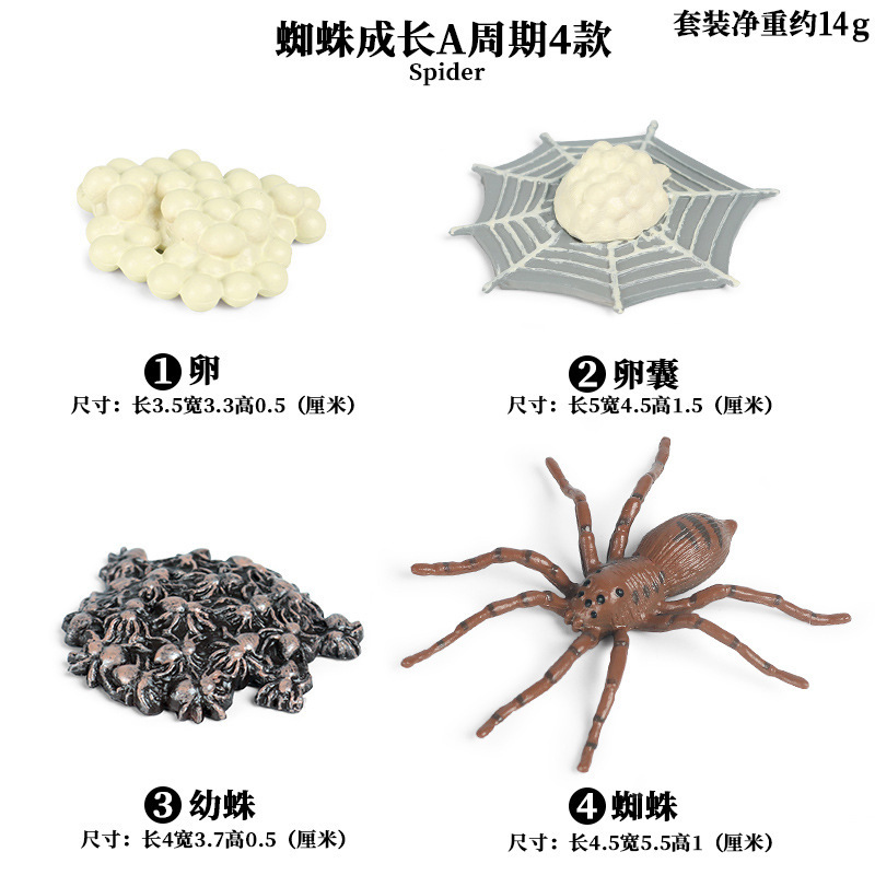 Spider growth cycle 4 sets A