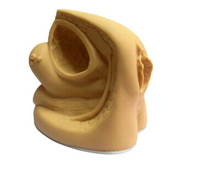 BIX-H6D Female Medical Anatomical 3D Model for Training Genitalis Urethral Catheterization Simulator Medical Science <strong>Human</strong> Model - Product Image 2