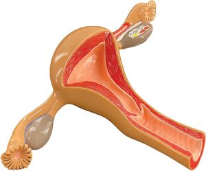 Kapak Uterus ve genital üreme organı modeli jinekoloji simülasyonu ile KyrenMed İnsan dişi Normal Uterus yumurtalık modeli - Product Image 5