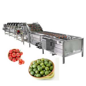 樱桃番茄气泡清洗空气干燥分选机橄榄加工生产线 - Product Image 1