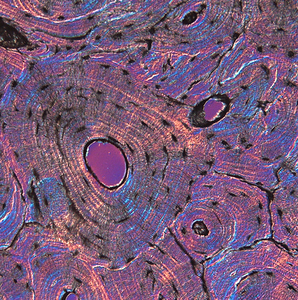 BestScope-Cámara de microscopio Digital BHC3-1080P PLUS, CMOS de colores, HD, USB, con función de medición - Product Image 6
