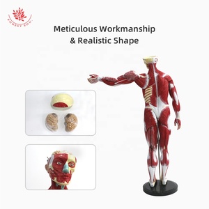 筋肉モデル人間85CMPVC素材人間の男性の胴体モデルの筋肉図筋肉 - Product Image 6