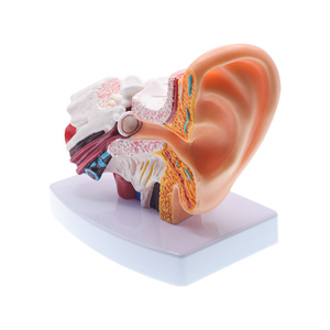 Baz ile 1.5 ve 1.0 kez insan kulak anatomisi modeli-profesyonel PVC dış orta iç kulak yapısı simülasyon modeli - Product Image 1