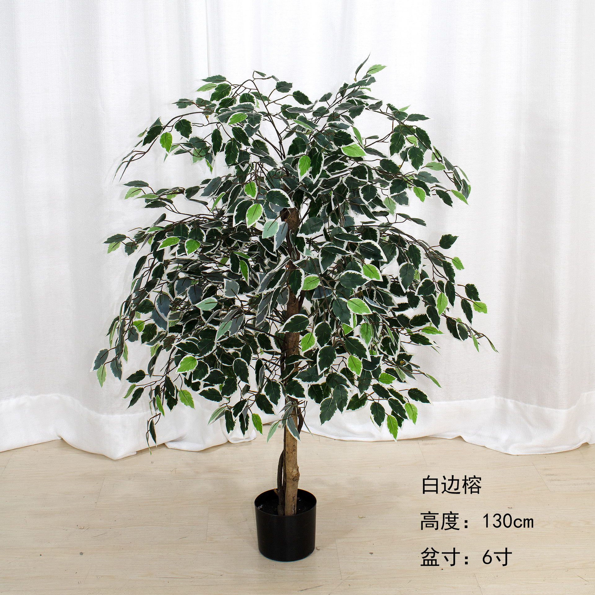 Bord blanc arbre banian