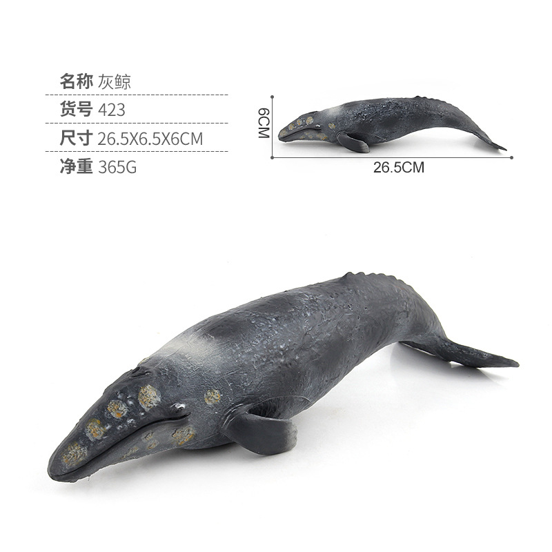 Grey Whale
