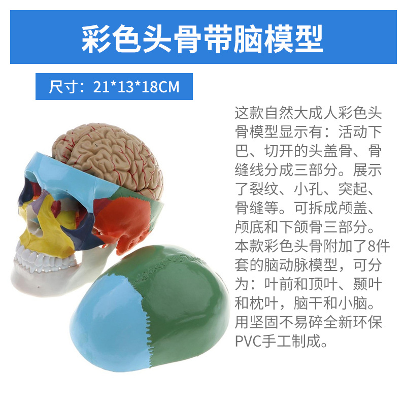 Crâne coloré avec cerveau