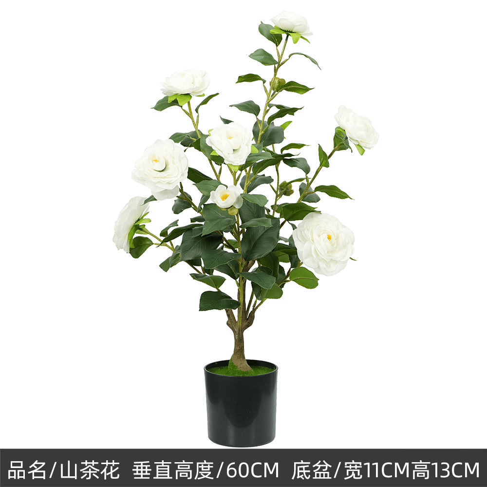 60cm camélia blanc