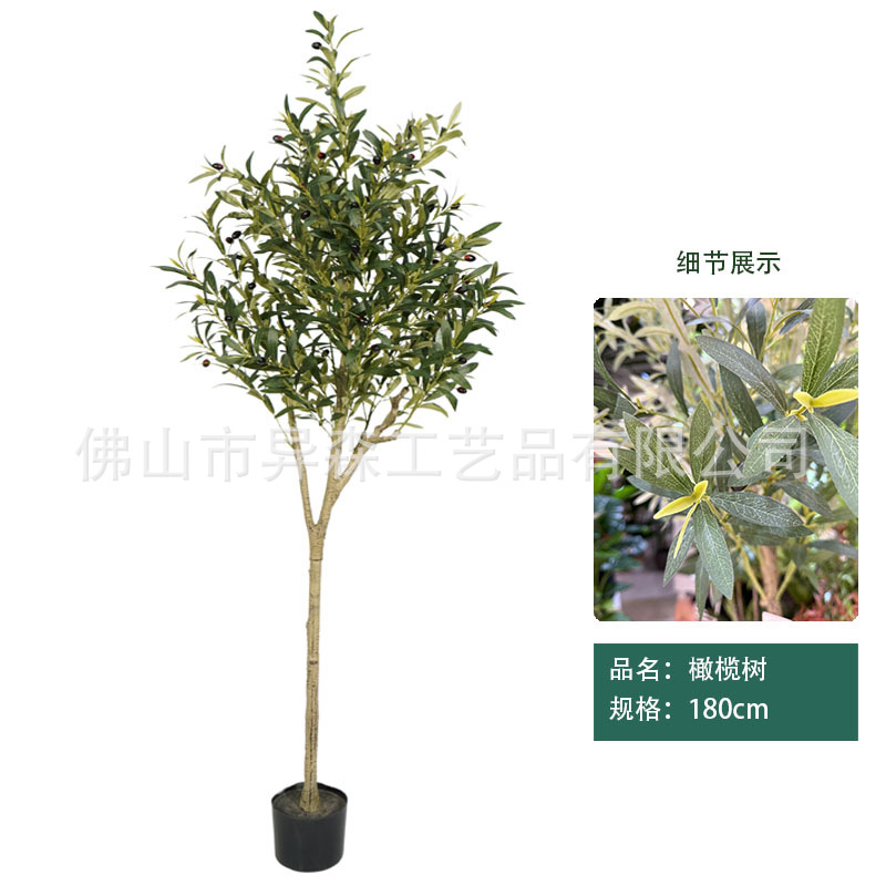 180cm olive tree
