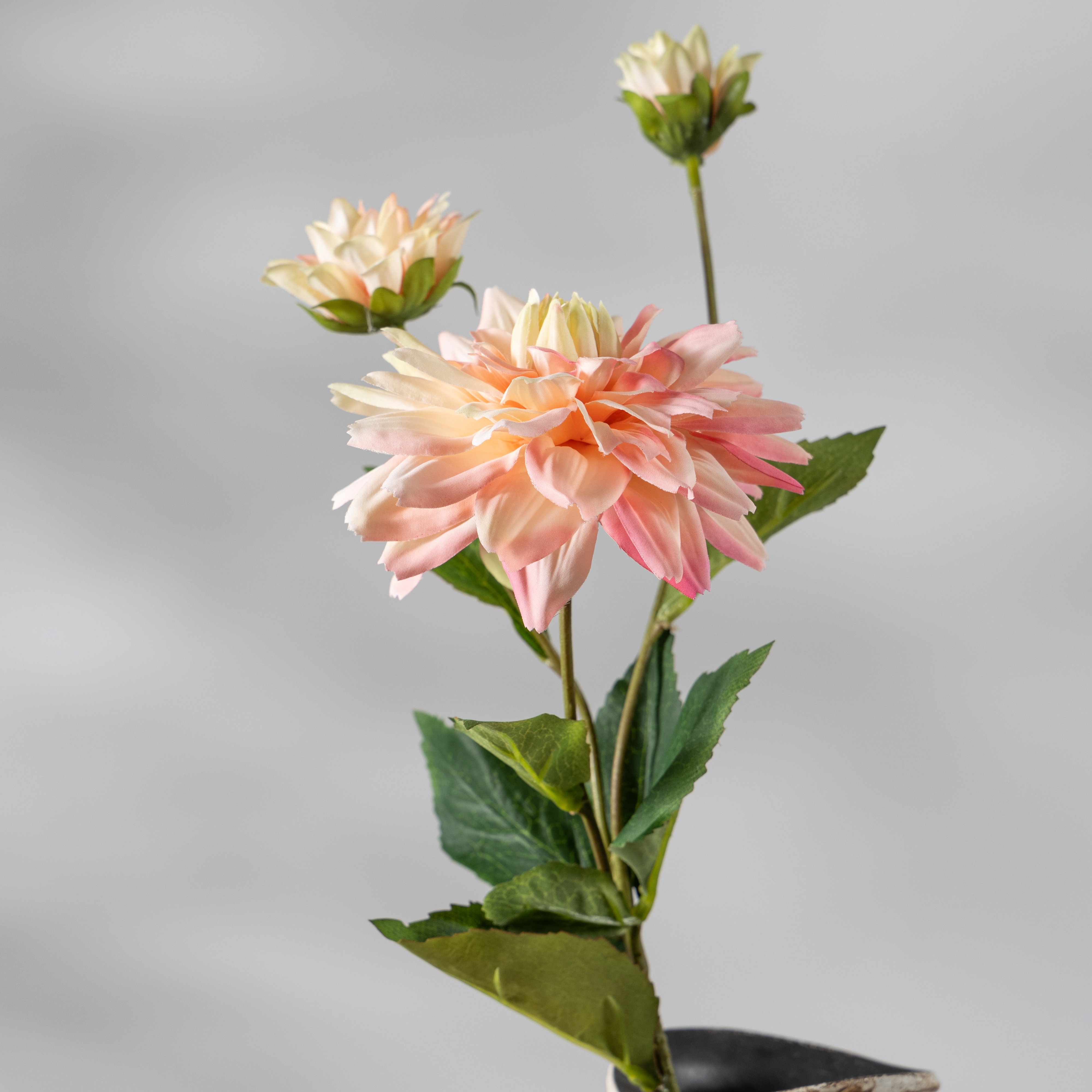 Champagne Pink